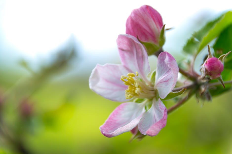 Delicate pink apple blossom blooming in vibrant springtime setting.